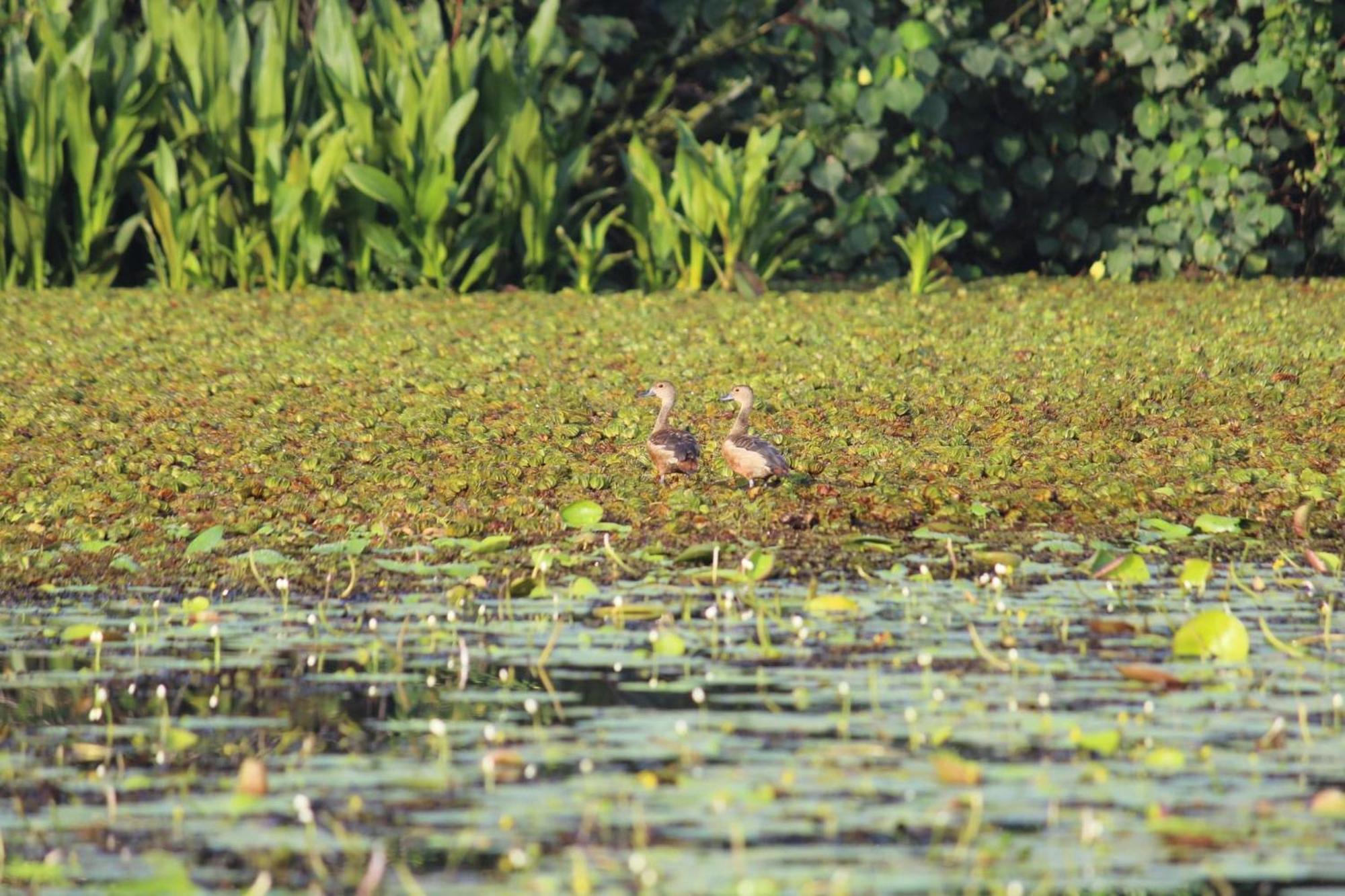 Lake Resort Bolgoda Wadduwa Exteriér fotografie